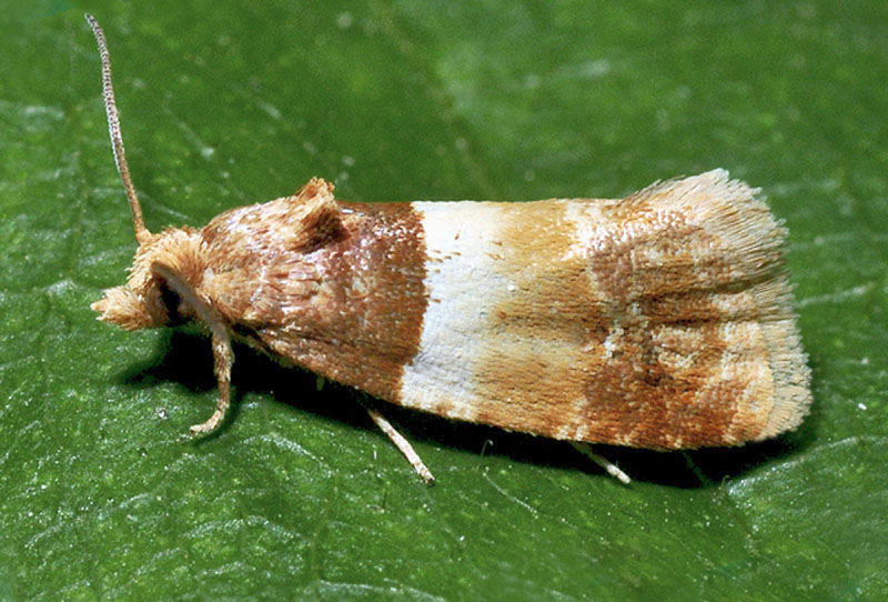 18 Tortricidae - Epinotia festivana